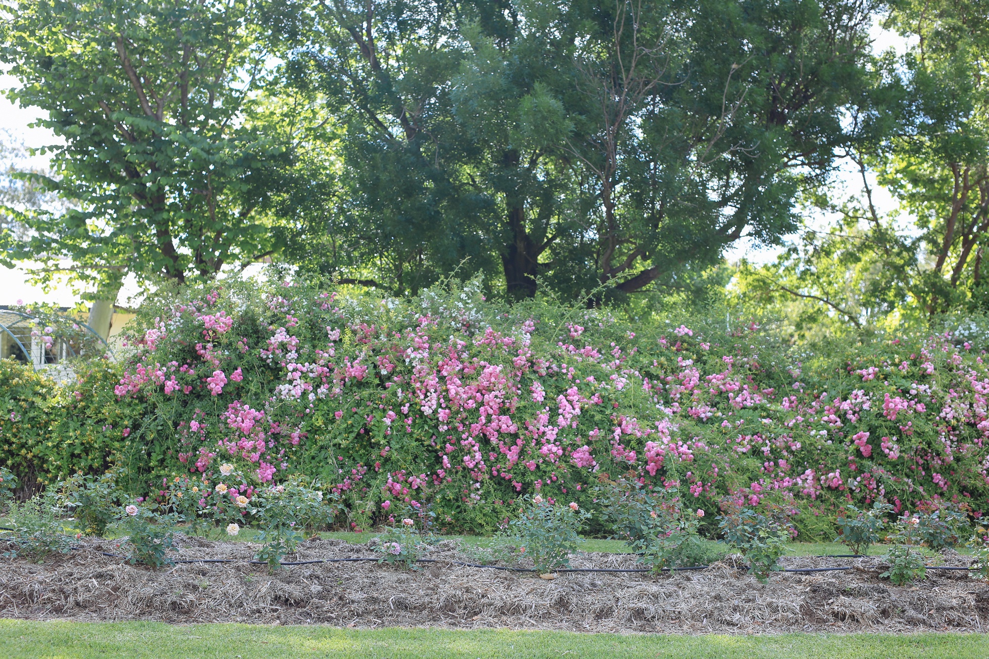 The flower farmer who supplies homegrown cut flowers to local florists in north-west NSW