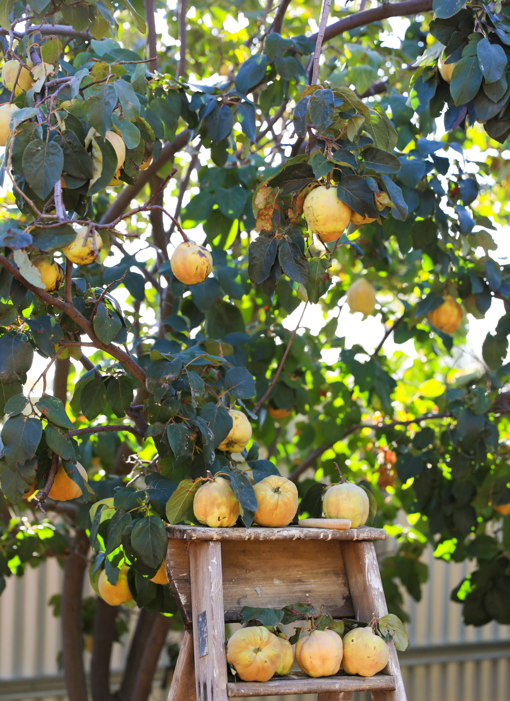 The Shady Baker shares two easy quince recipes