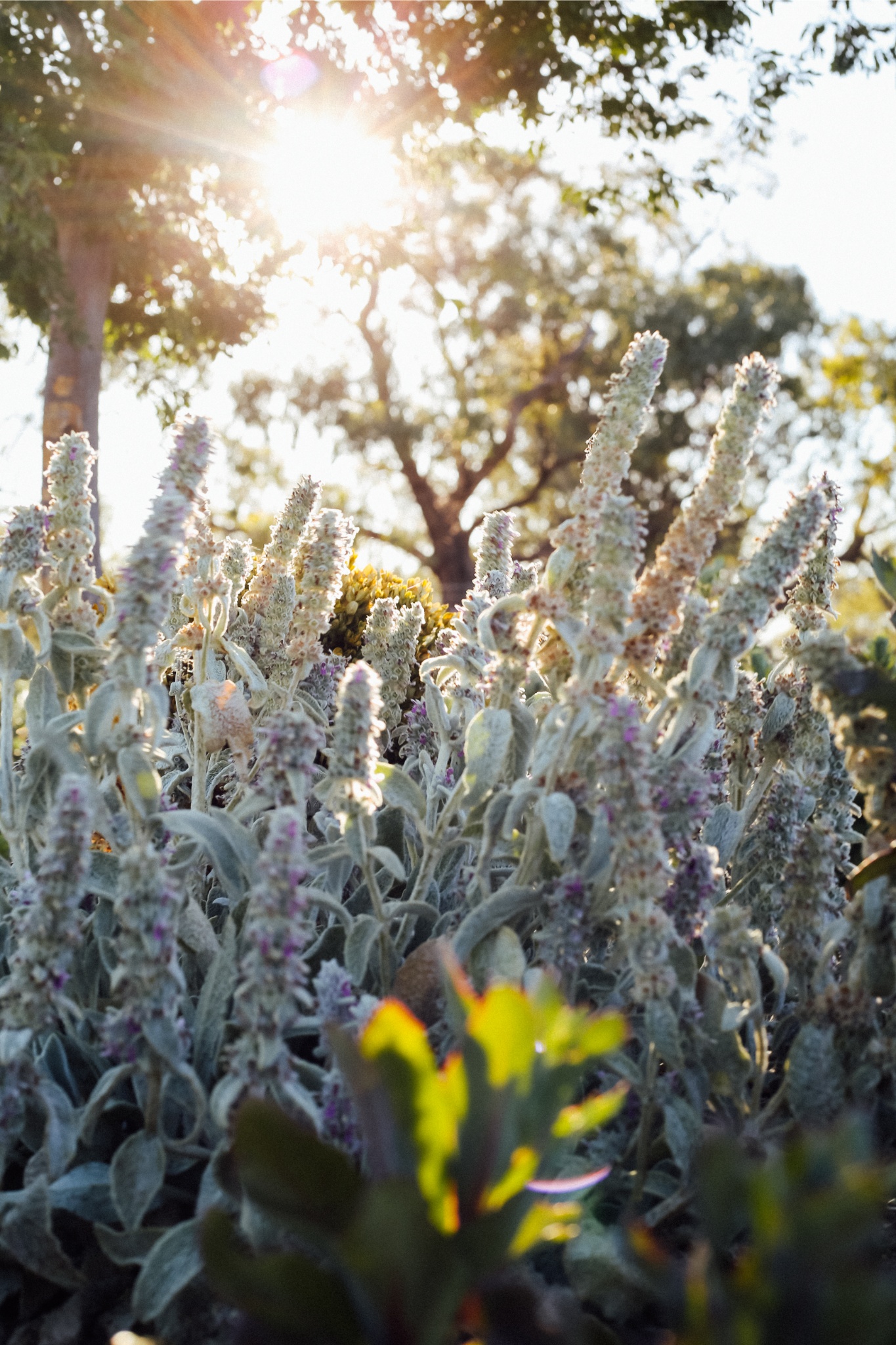 Gardening Q&A: What are the best flowering plants for groundcover?