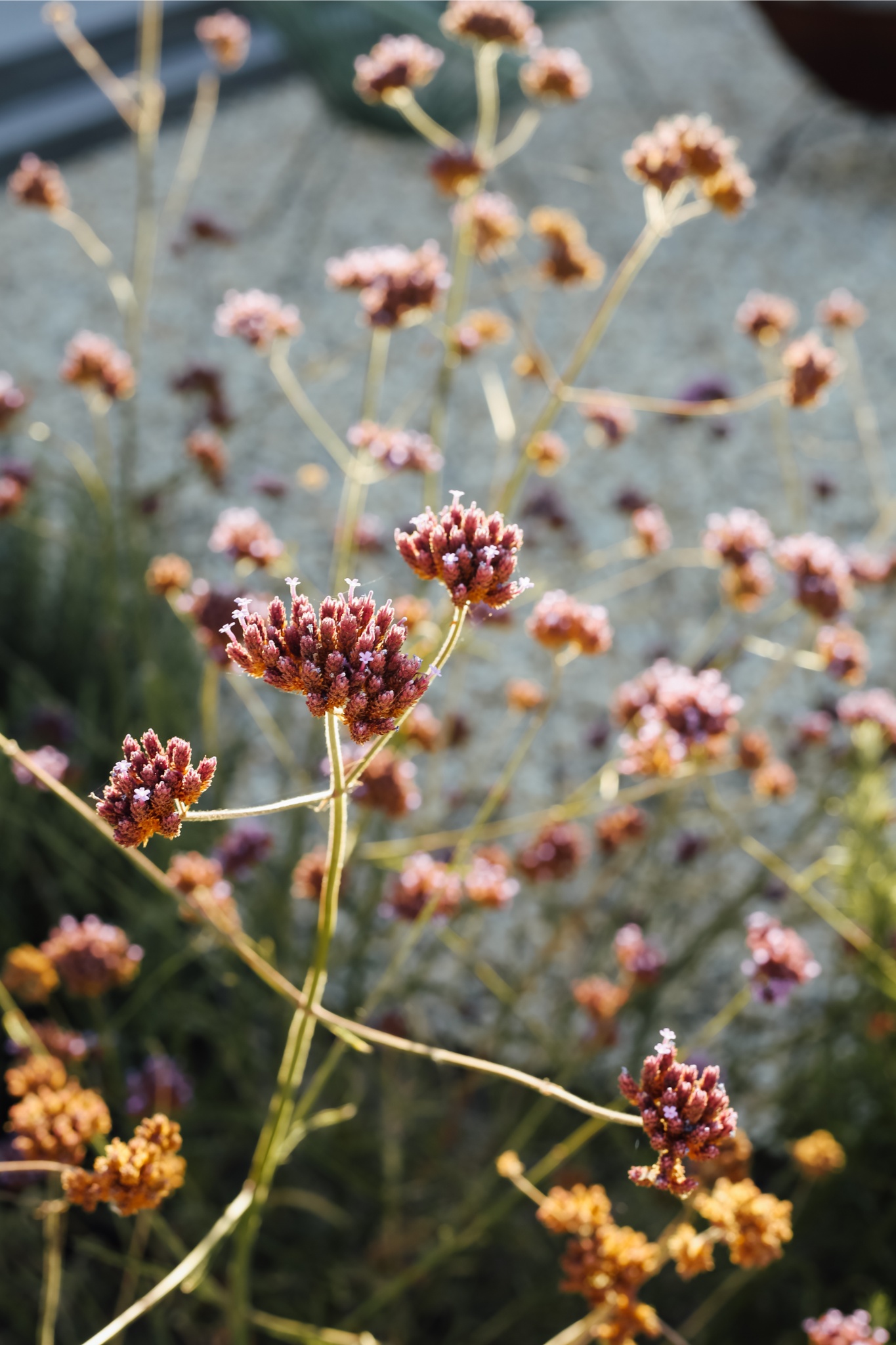 Gardening Q&A: What are the best plants for shady areas?