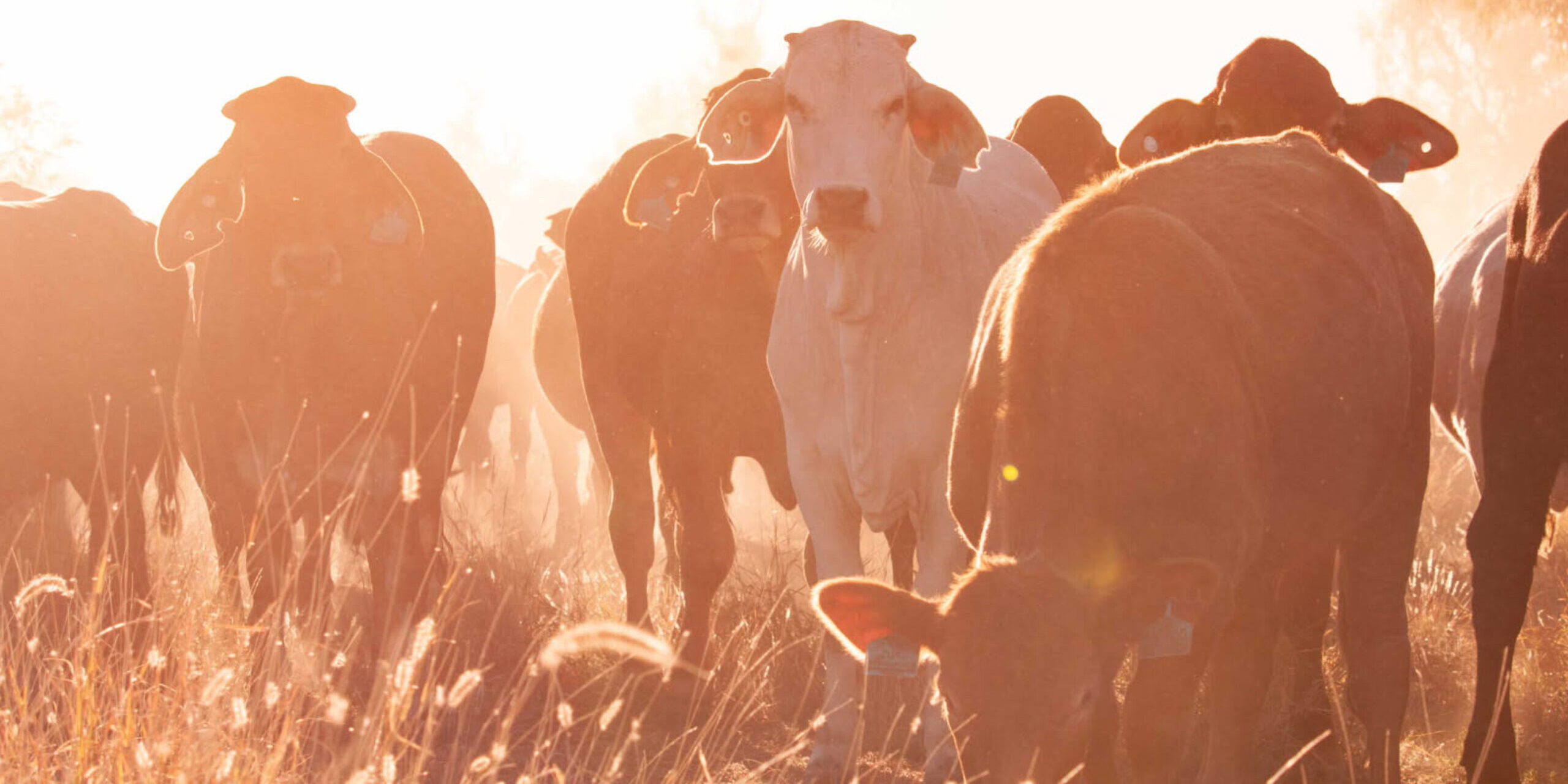 Melita Smith knew the humble eartag was due for an update