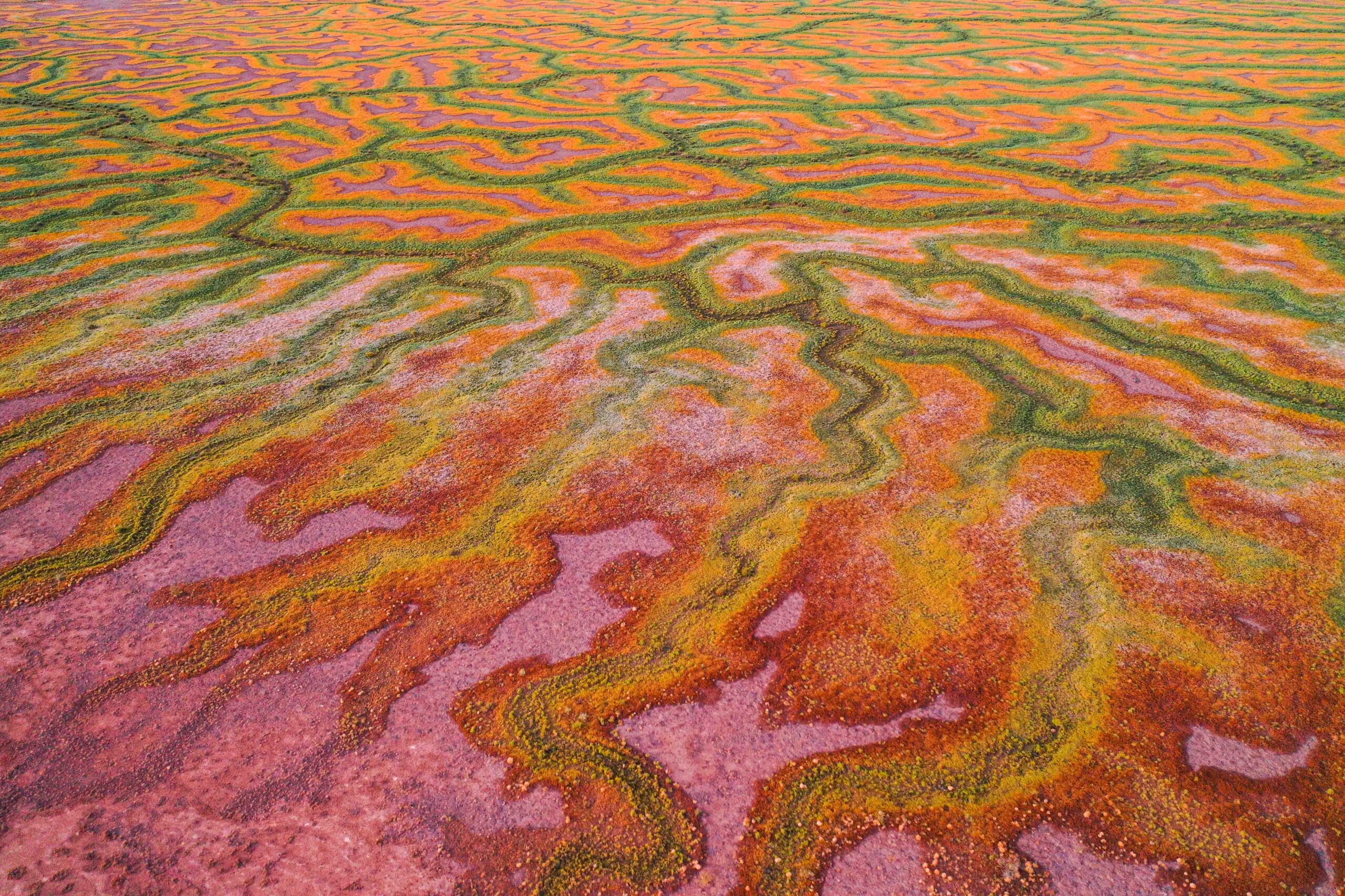 Lisa Alexander’s Channel Country photograph is our pick for 2026