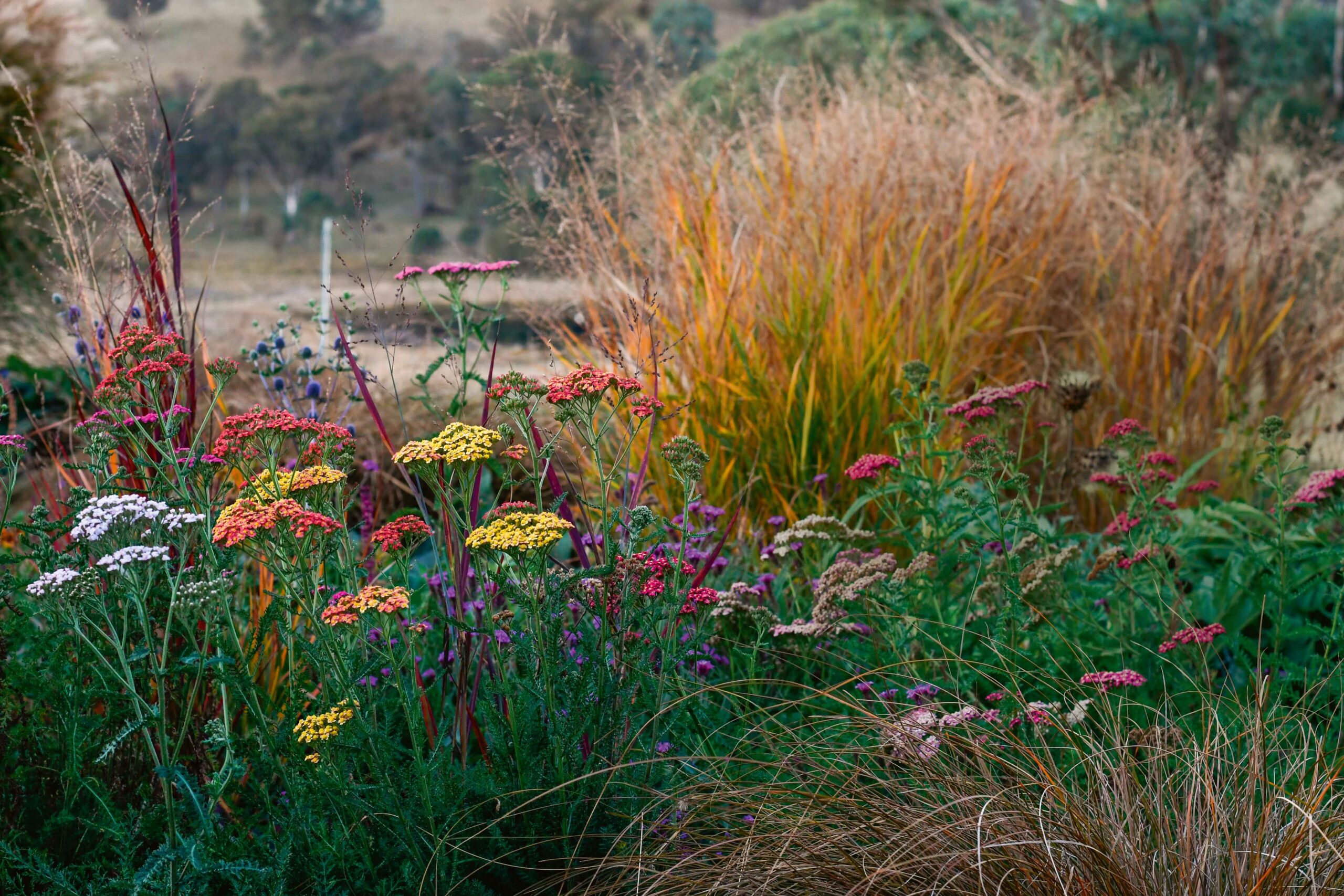 Embracing the tweed-like shades of an autumn garden