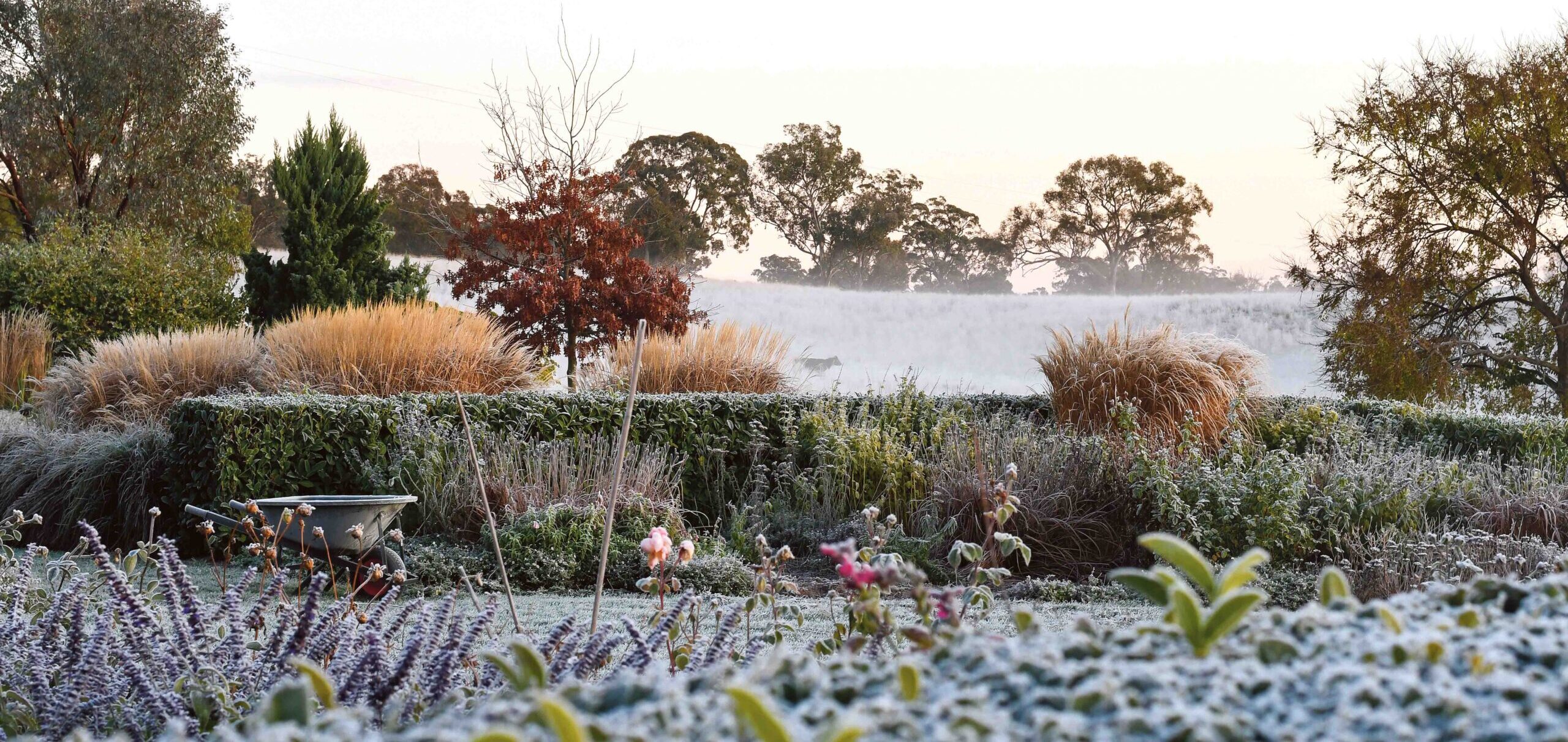 Embracing the beauty of an empty nest and a winter garden