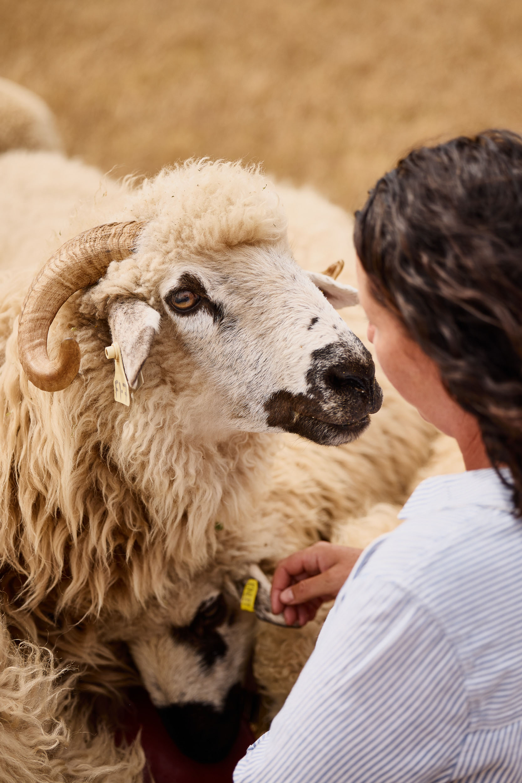 Holly Young is one of the first in Australia to breed Valais blacknose sheep